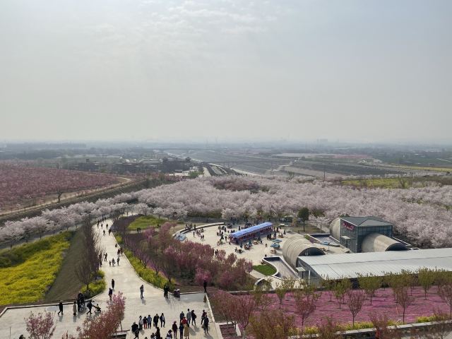 滎陽古柏渡豐樂櫻花園攻略,滎陽古柏渡豐樂櫻花園門票/遊玩攻略/地址