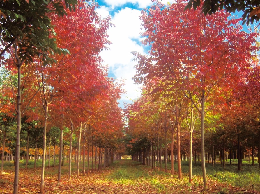 红枫林景区