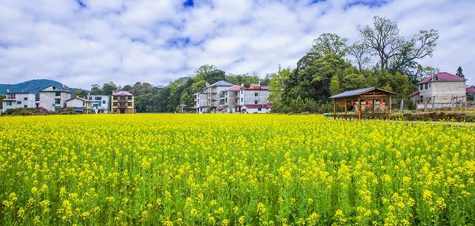 麻沙楠木林景区