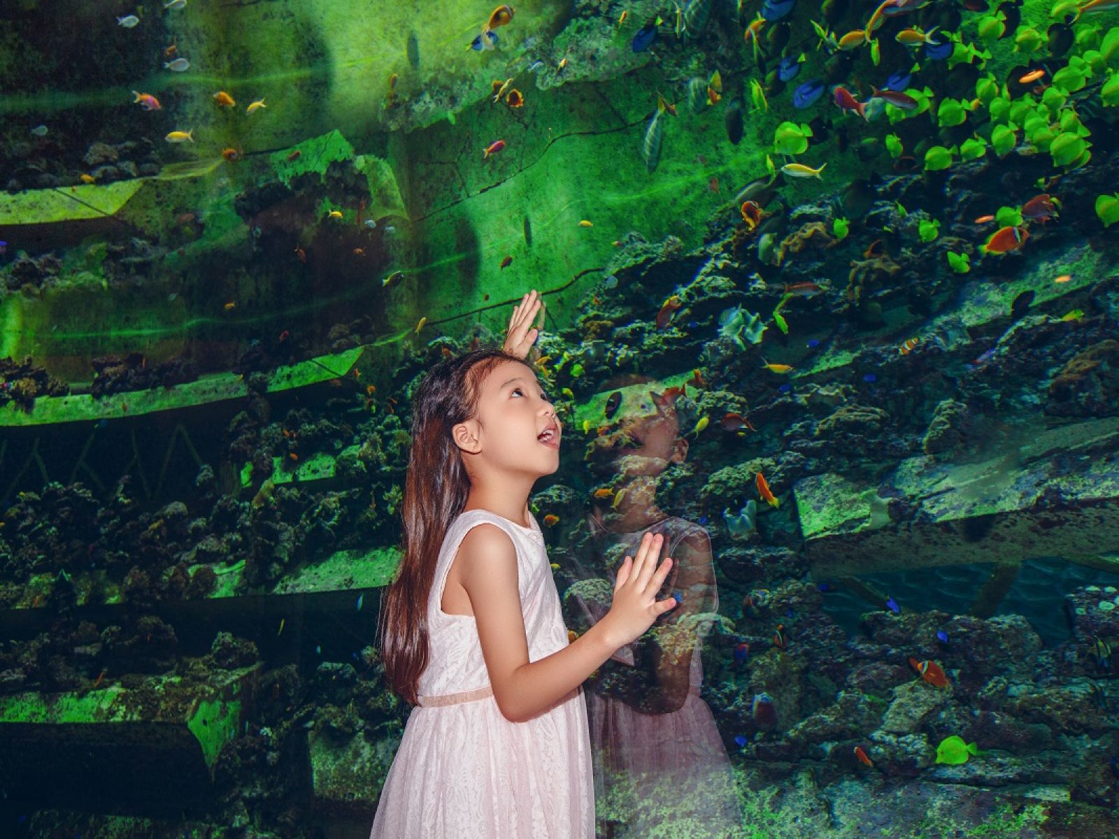 三亚亚特兰蒂斯失落的空间水族馆(The Lost Chambers Aquarium (Sanya))