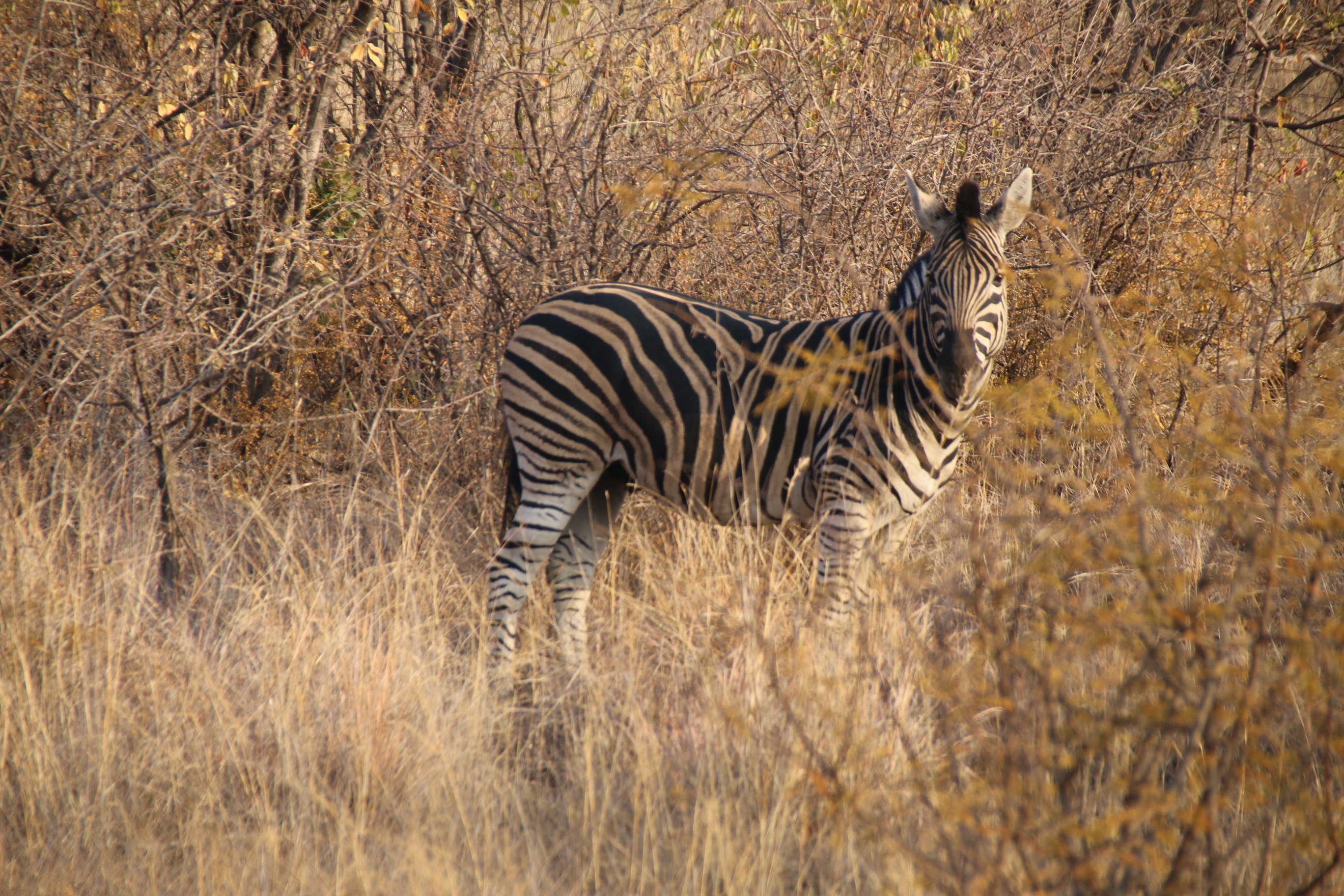 2015年7月南非旅游记(约翰内斯堡野生动物园 南非太阳城 开普敦