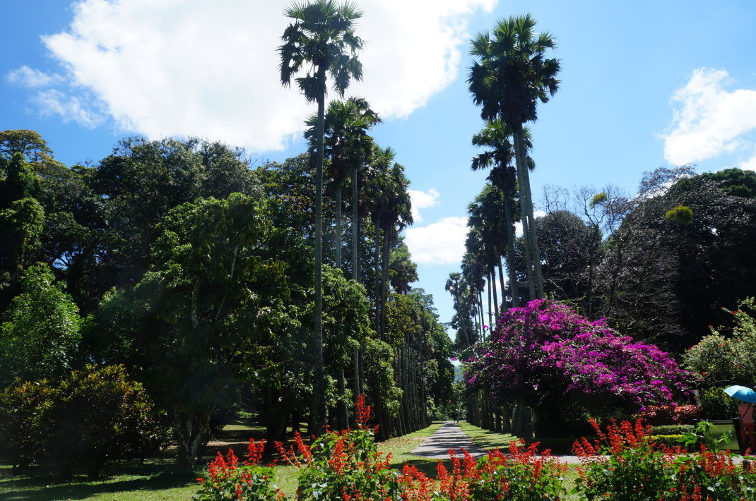 斯里兰卡十五日自由行攻略