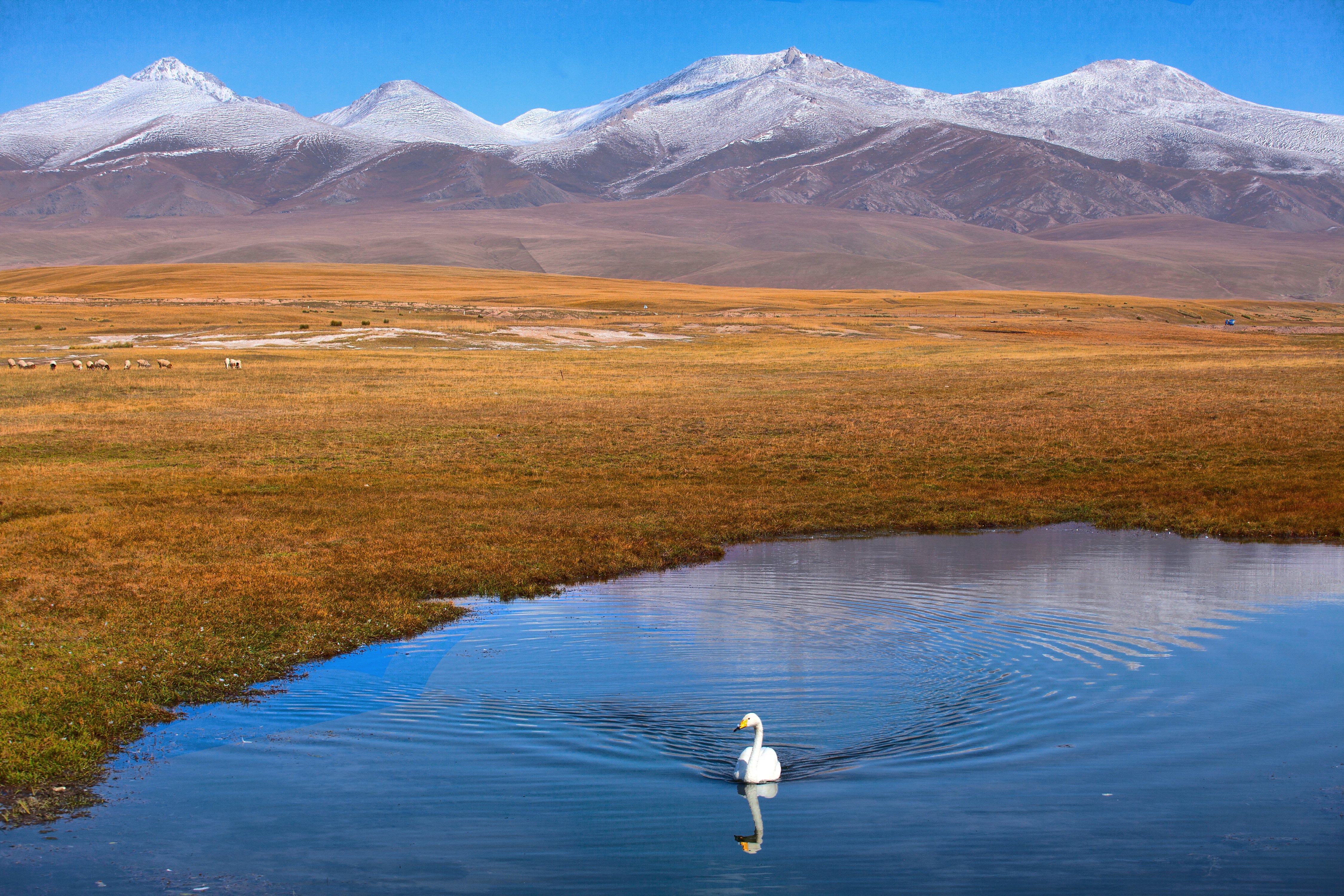 新疆天鹅湖,新疆天鹅湖图片 - 伤感说说吧