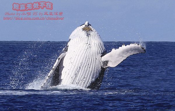 鲸鱼有鳍吗 CghzfFTAtZaAUpjZAAEwJzWCkxk865_R_600_10000.jpg