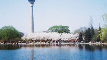 北京玉渊潭公园赏樱花+北京动物园看小动物一