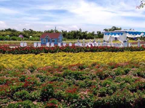 那些花开的地方