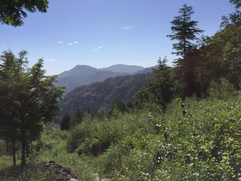 浙江安吉一一一老树林度假村