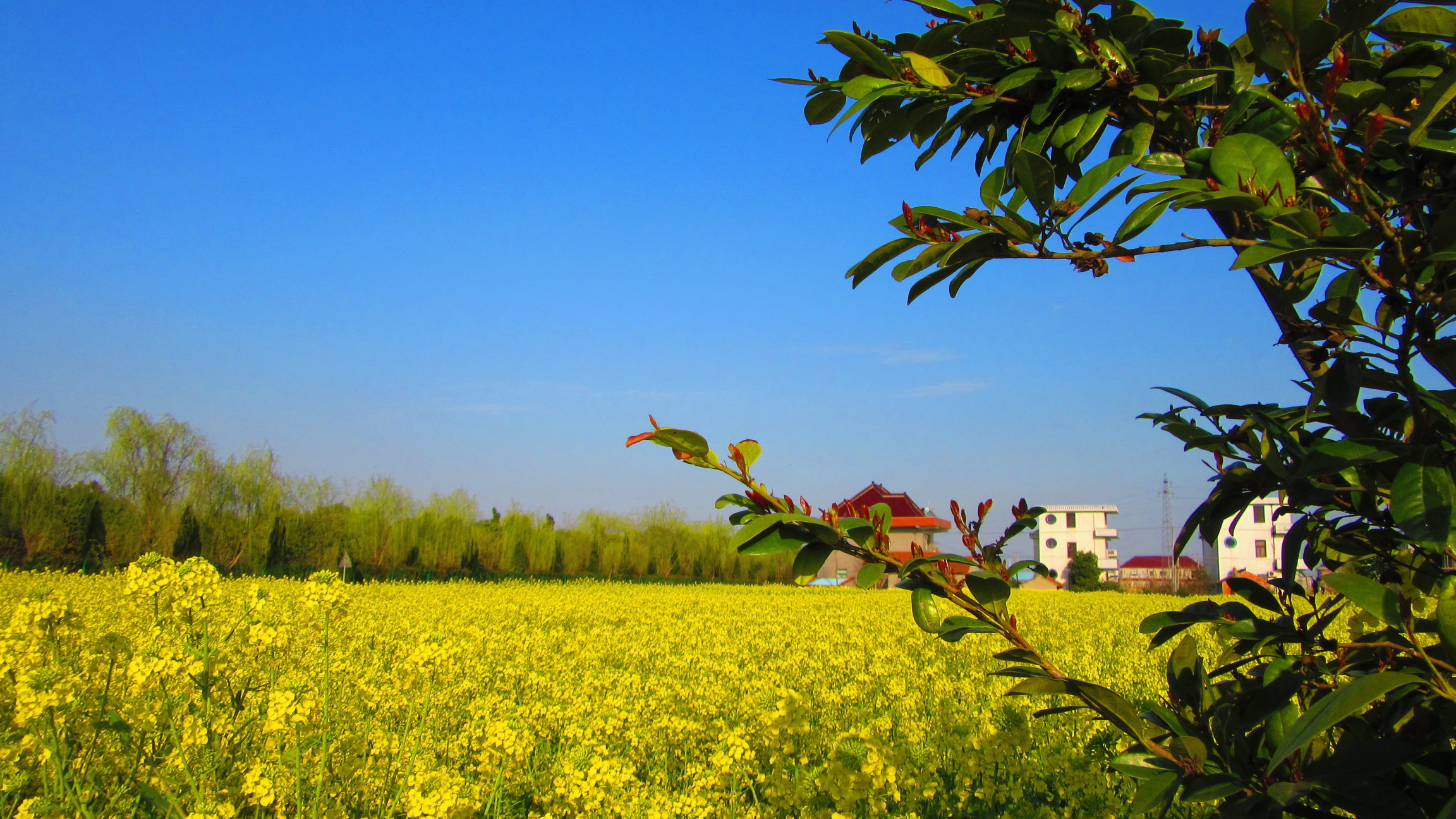 春游好时光,江海大平原遍地金黄