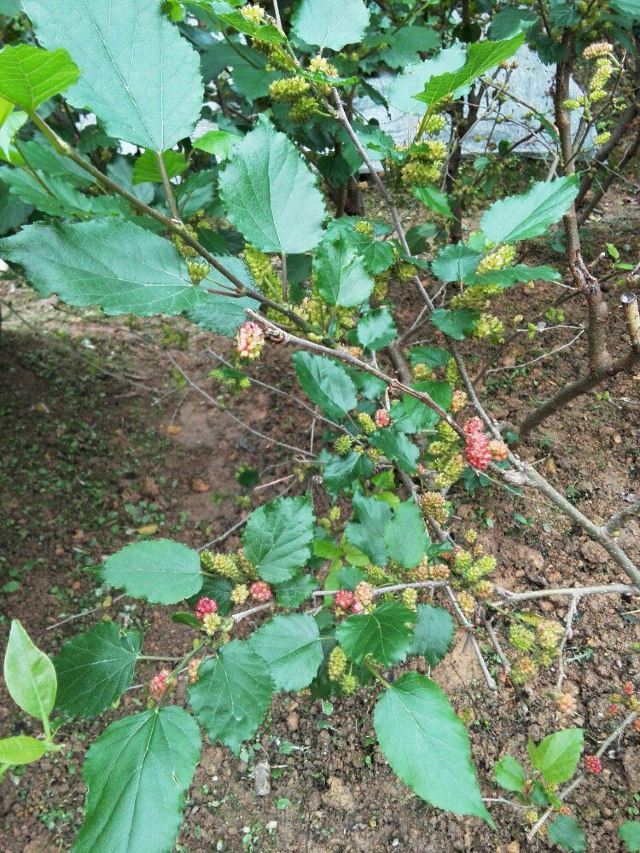 园里的桑树已经结了好多果实,虽然桑椹还没有完全变红,但是看见小时候