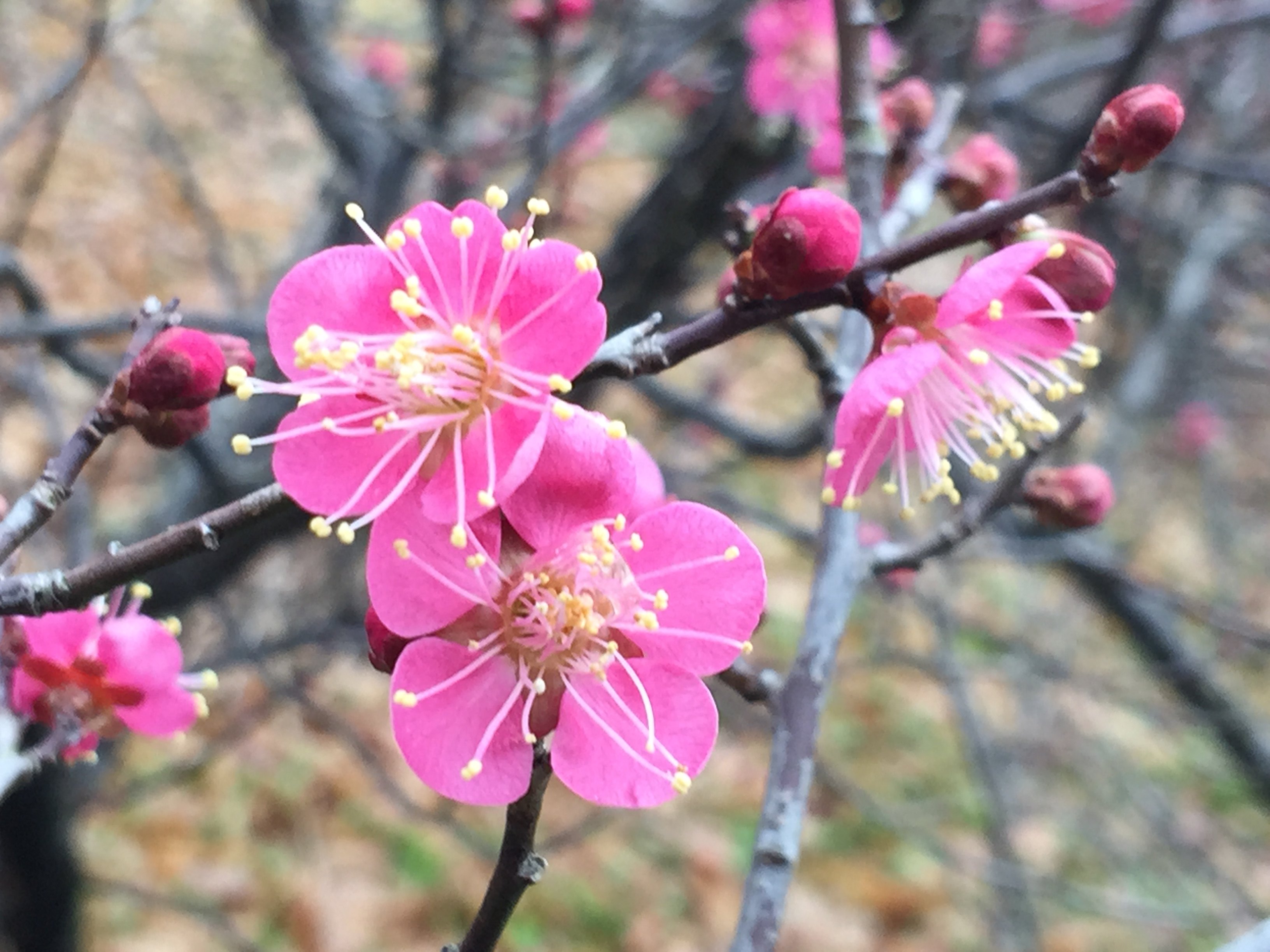 想免费看梅花就到南京古林公园来