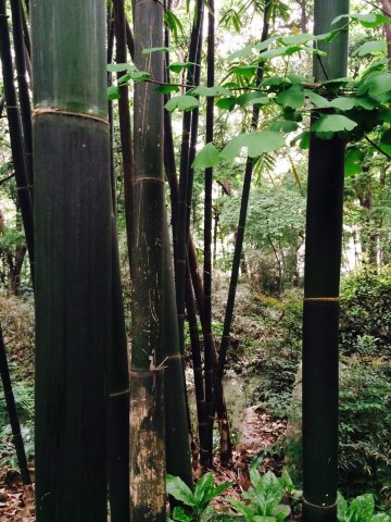 文殊院中寻菩提,宽窄巷子踏梦来,杜甫草堂听竹声 杜甫草堂 扎啤杯沏