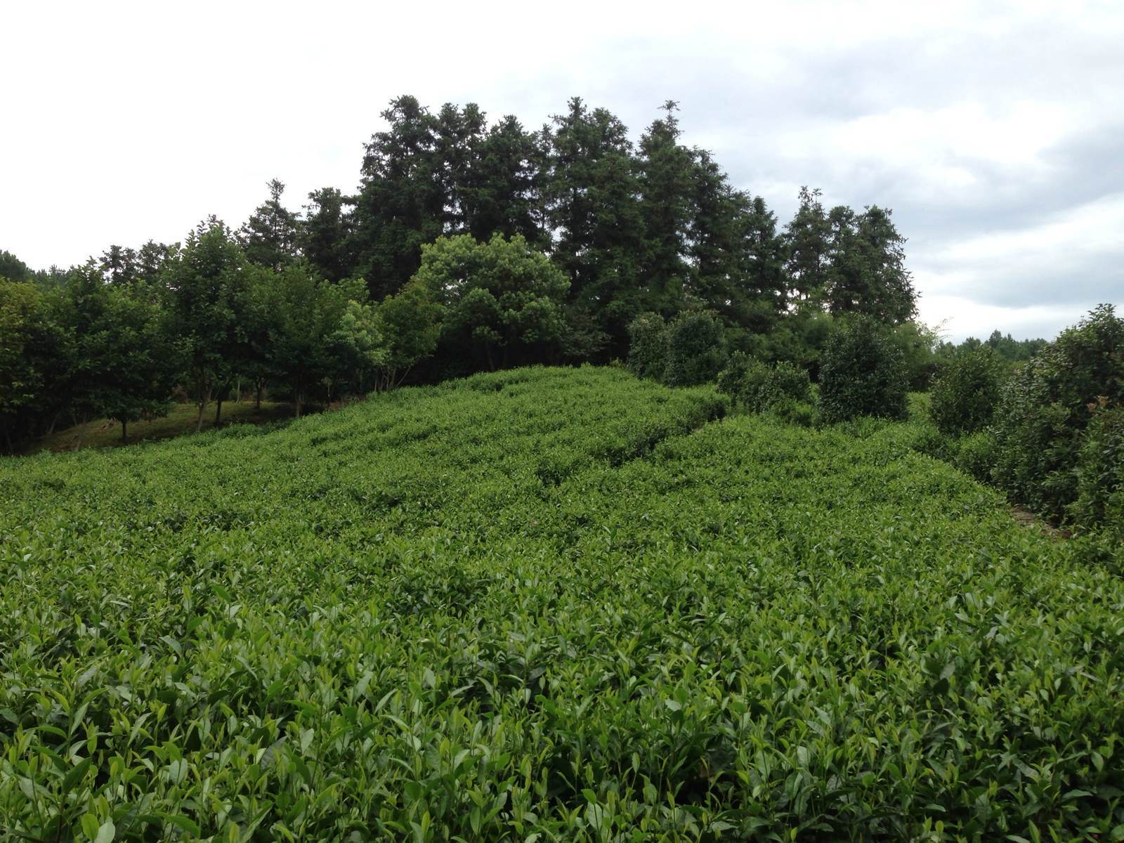 茶树