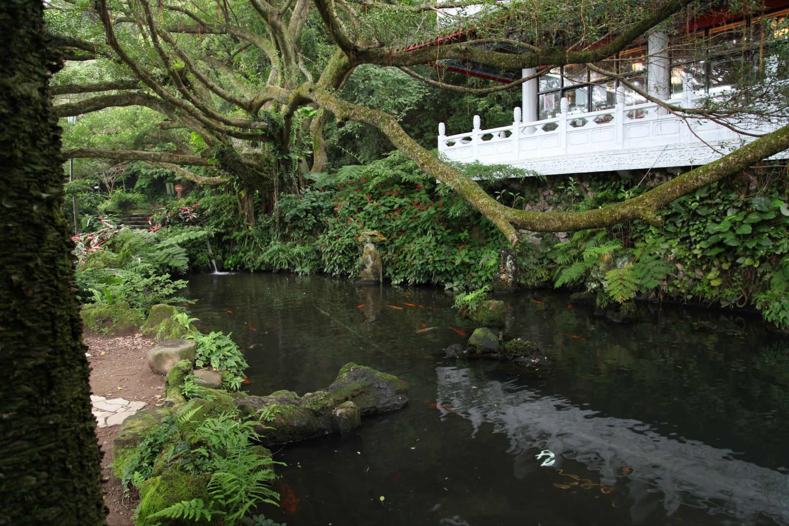 光复楼前的水池,池边应该是榕树,古老的样子 阳明山国家公园