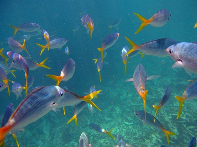 梦中双鱼，解析梦见老公捉俩条鱼的深层含义