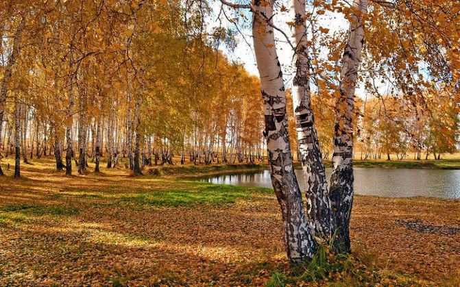 根河湿地,欣赏亚洲最大的湿地风光;穿越大兴安岭,欣赏白桦林景区