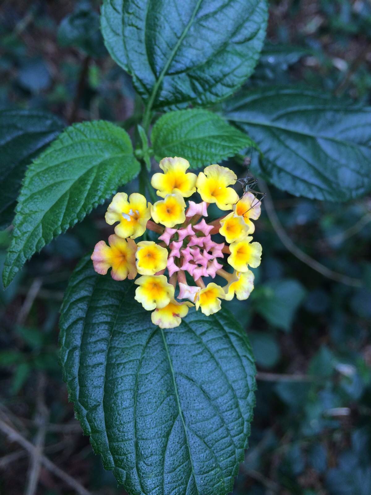 什麼花有花蜜讓我們嘗,叫雞屎臭的葉子是臭臭的,過山