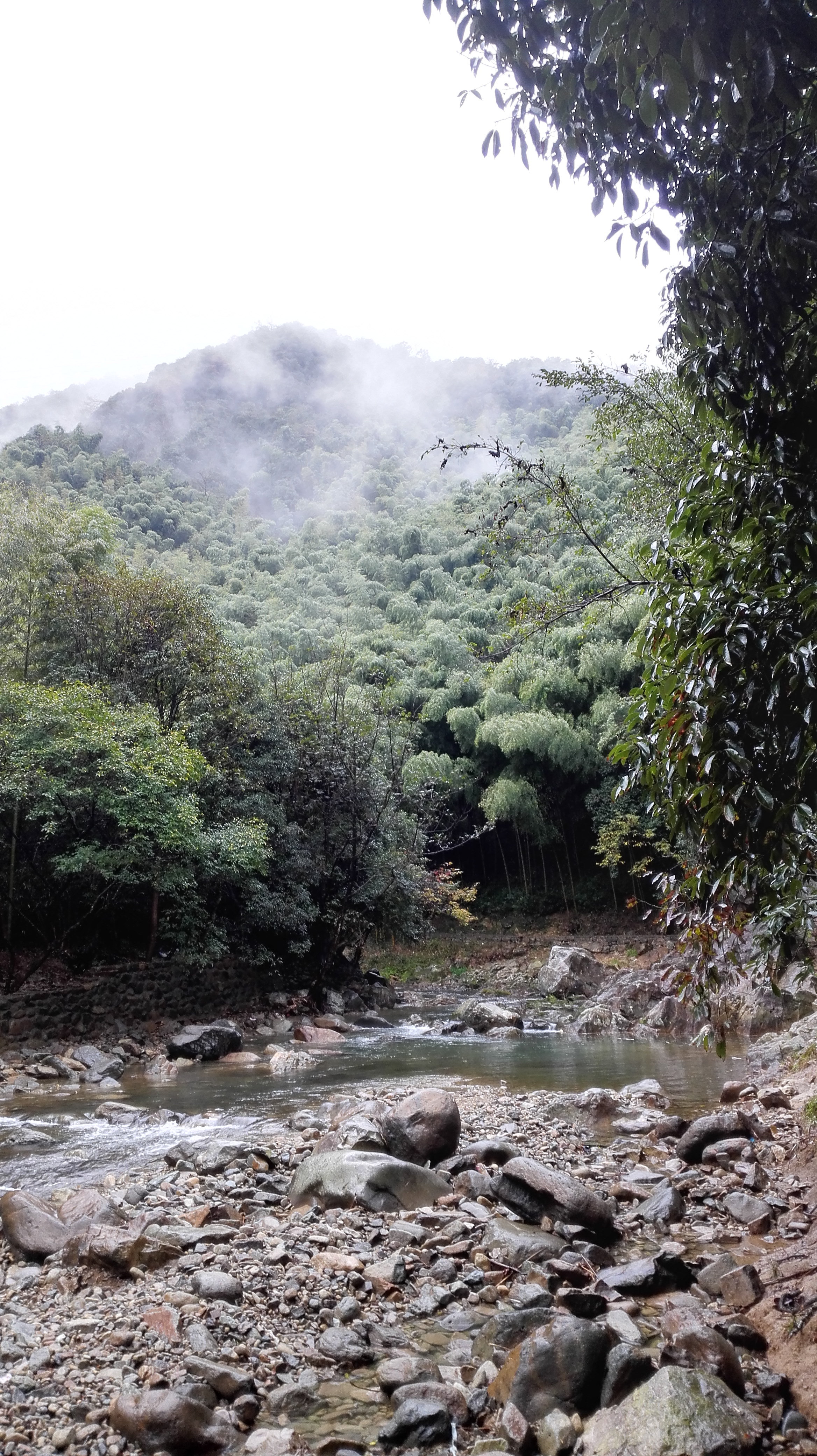 雨後芝林若仙境