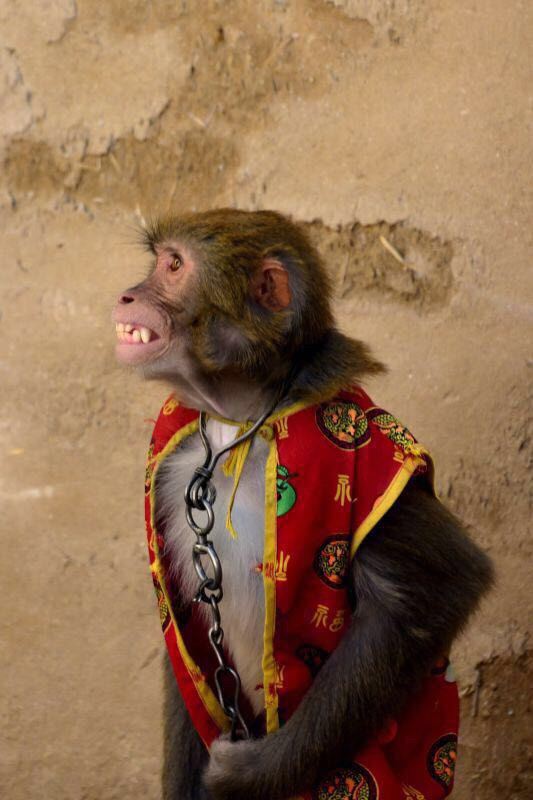 四个家庭的西北之行--银川--沙坡头--青海湖--坎