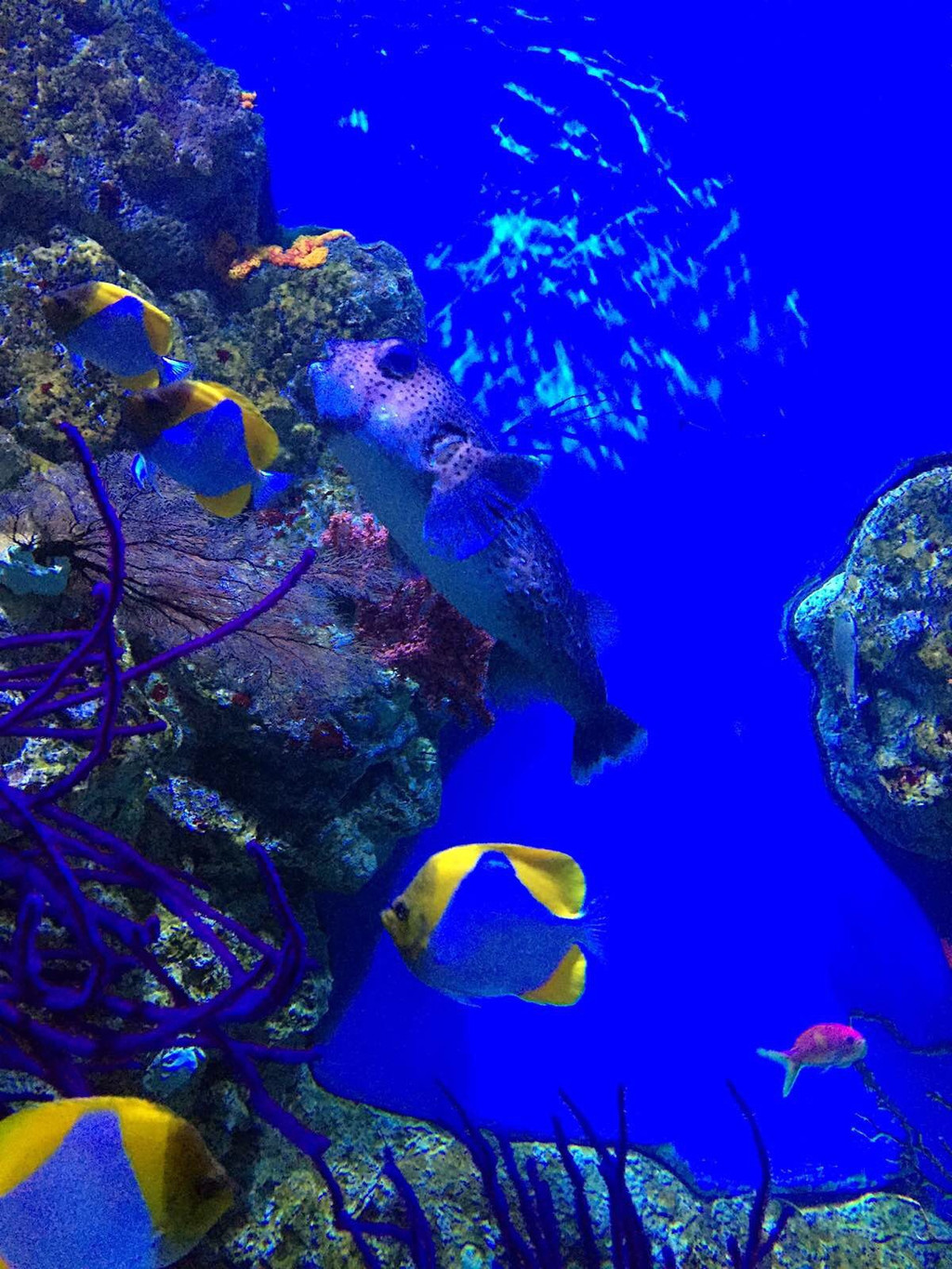海湾                                 鹿儿岛水族馆
