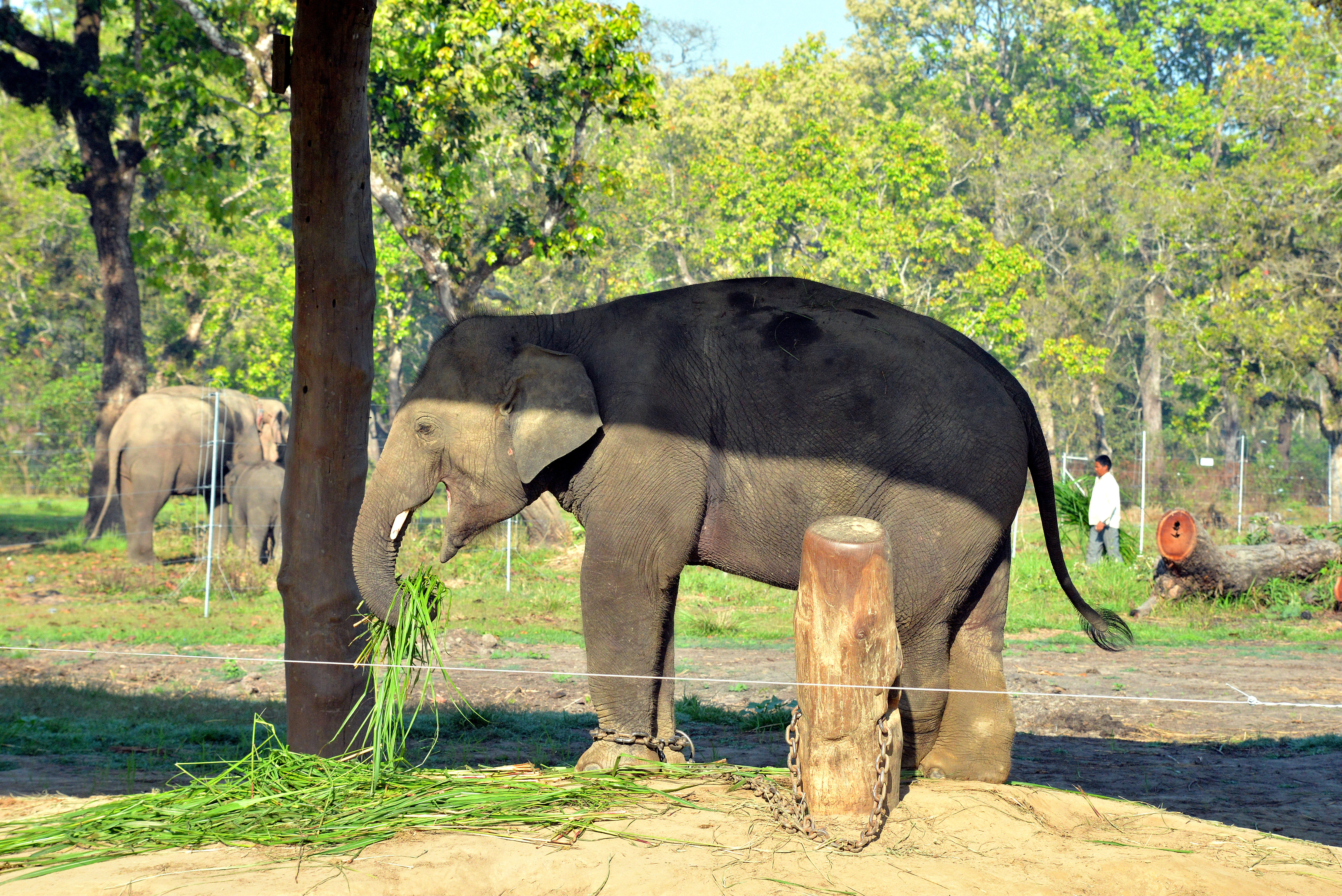 大象吃东西 奇旺国家公园
