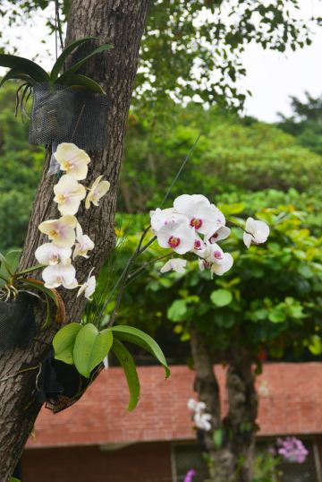 据说,台湾是"兰花之乡".这里有很多养兰,爱兰的人.