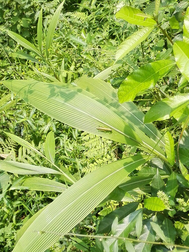 乐山峨眉两日游