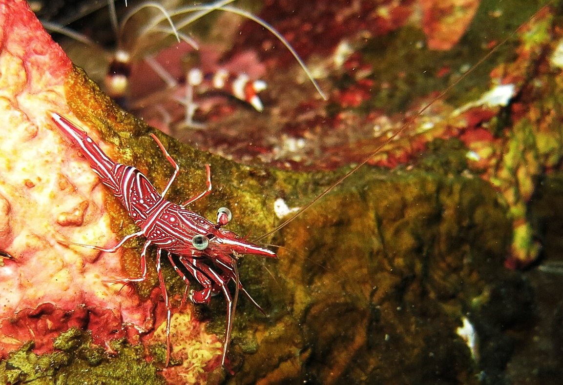 机械虾 趴在海绵上,很多很多 图兰奔