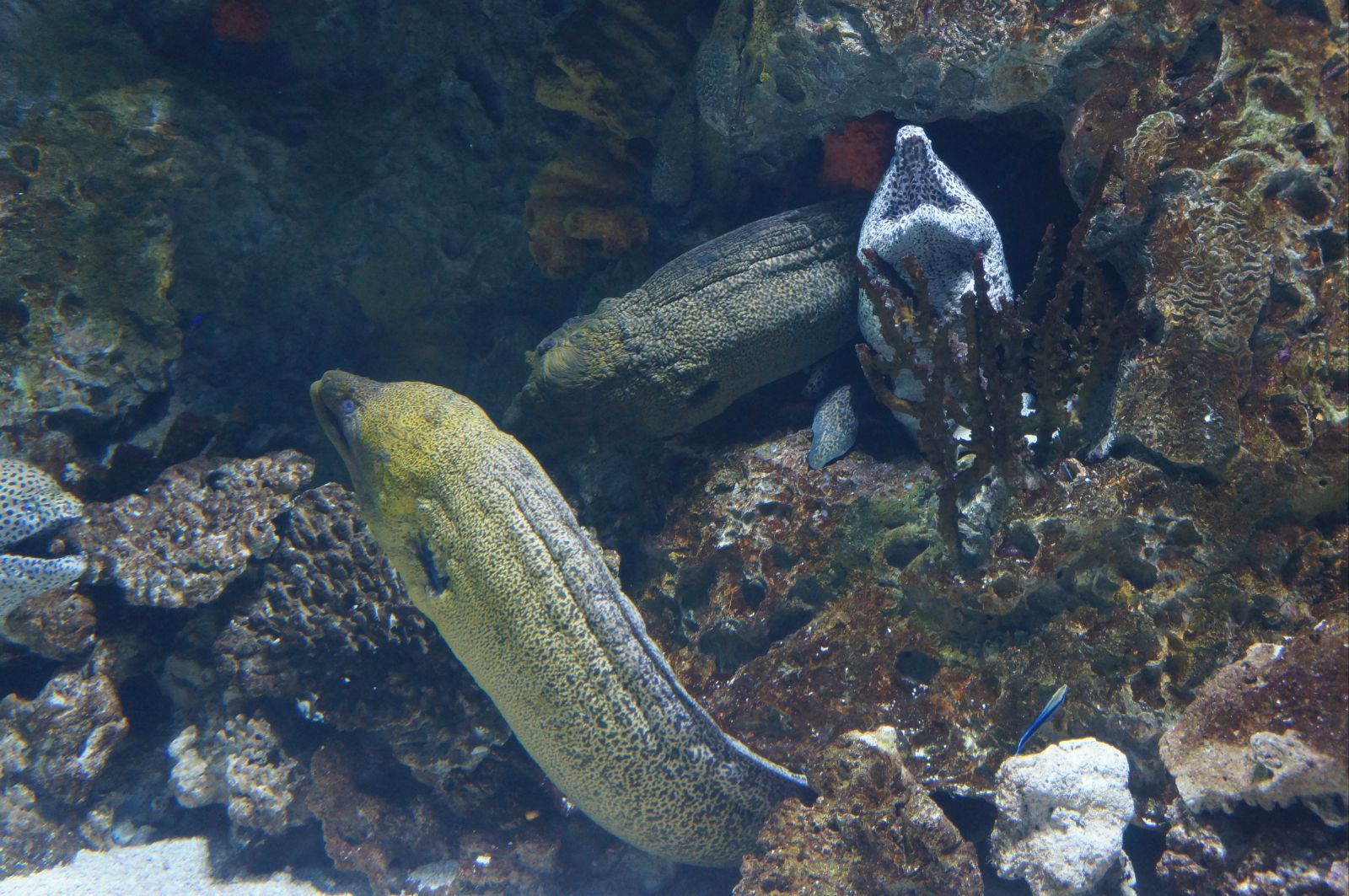 海鳗龙简介图片