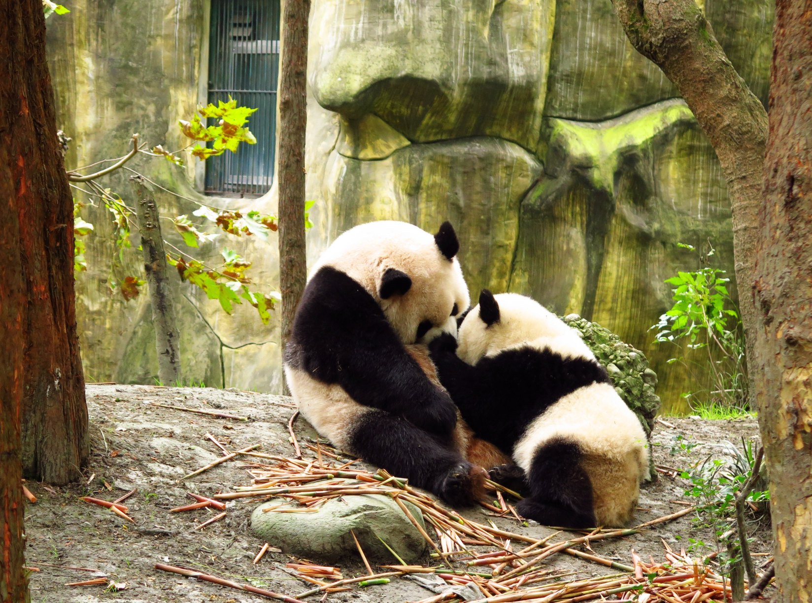 熊猫谷的规模真的很小,而且一大片区域是划作研究区域