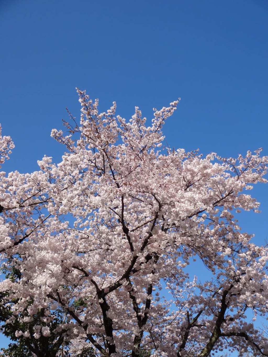 4月京都大阪春之遊