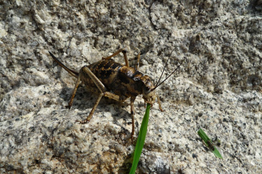 这只蝈蝈好肥,他正在一边懒洋洋的晒太阳,一边享受我们喂它的美味呢.
