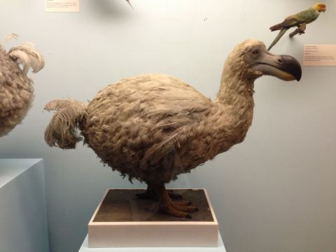 近200年因人类过度捕杀刚刚灭绝的渡渡鸟 自然历史博物馆