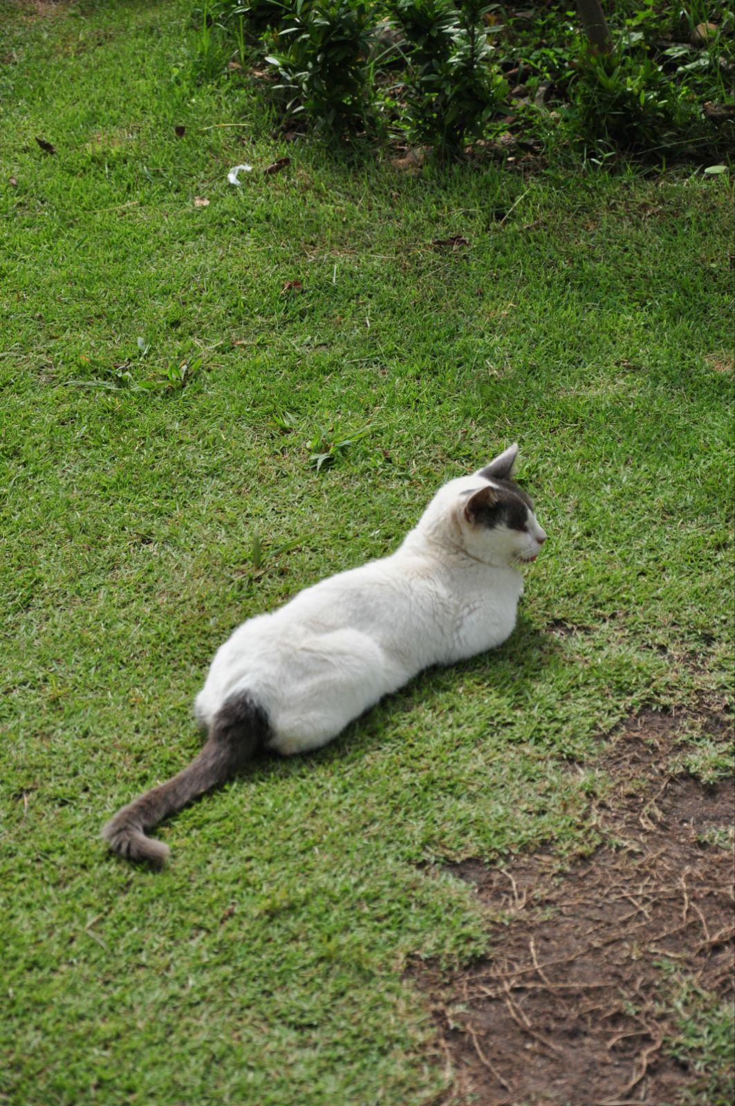懒懒的猫咪.羡慕它 拜县树屋酒店