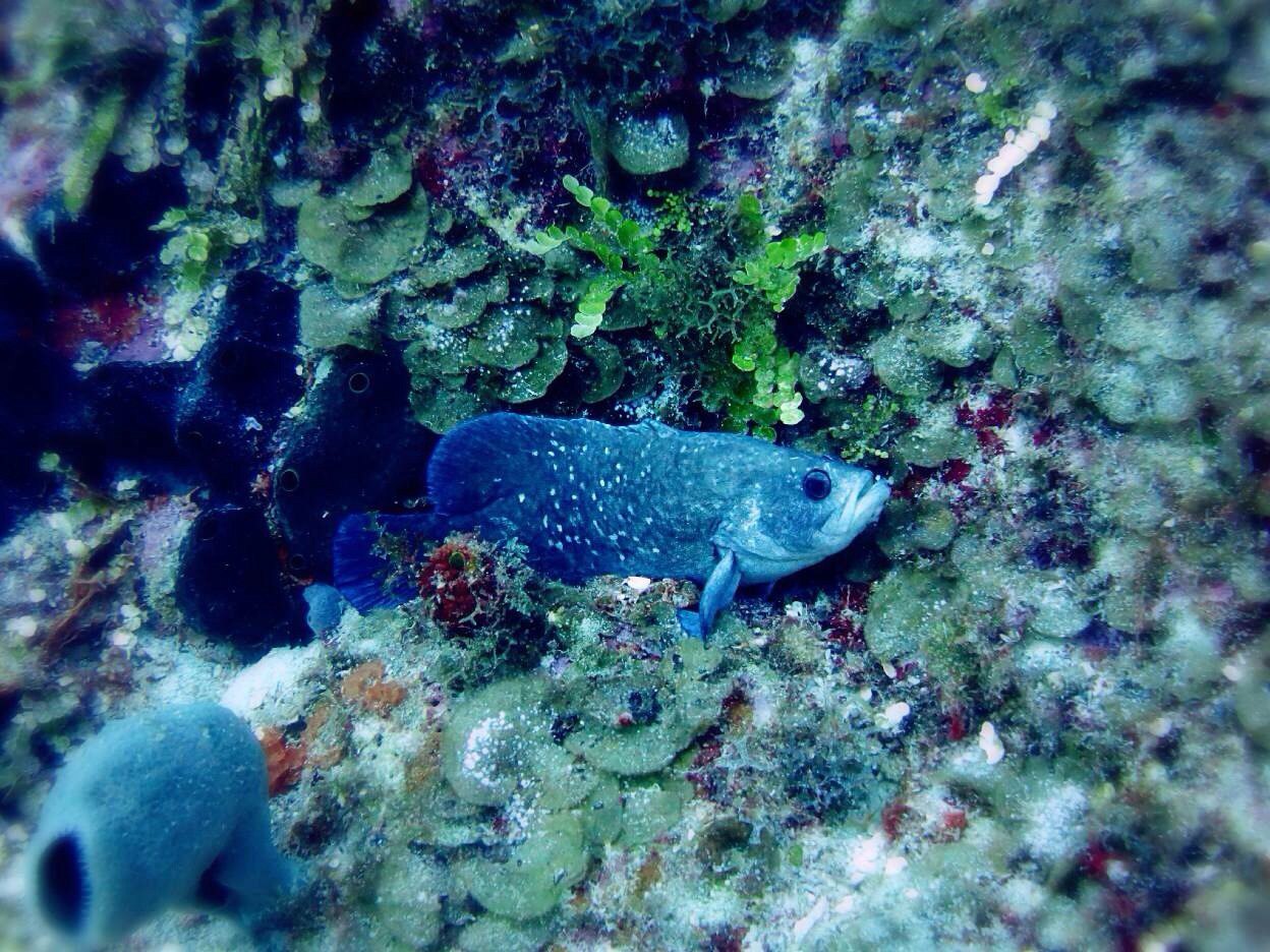 cayman islands 开曼群岛-幻梦