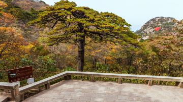 安徽省黄山风景区黑虎松