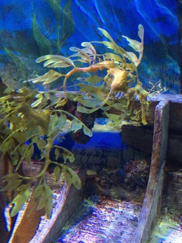 叶海龙 s.e.a海洋馆