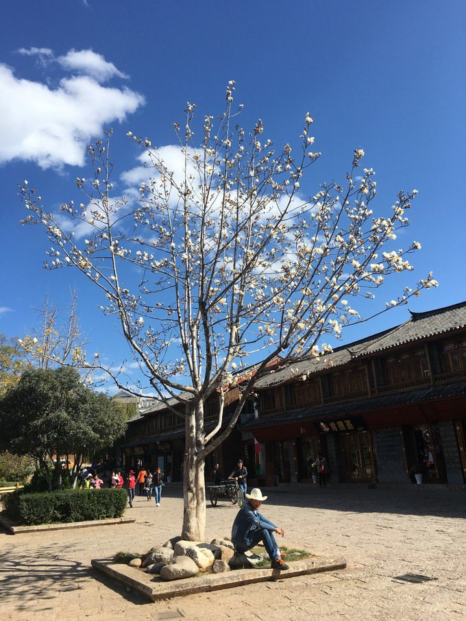 藍天白雲加玉堂春,麗江古城喲