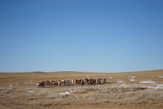 零下15度#蒙古国苍茫大草原 感受最原始的激情