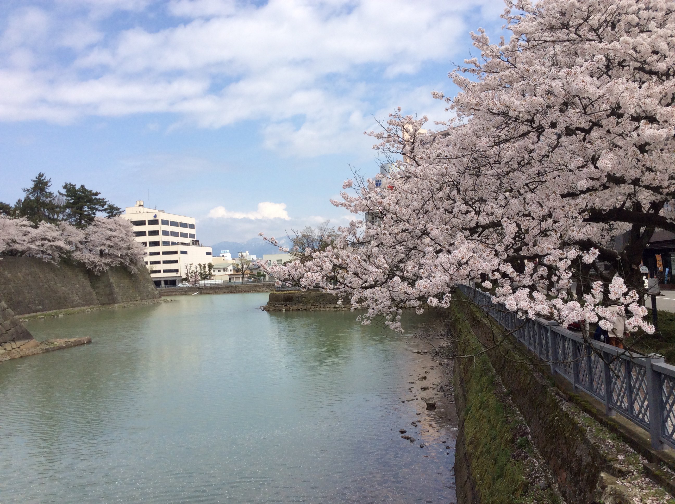 去日本鄉下看櫻花(2015年4月日本櫻花)