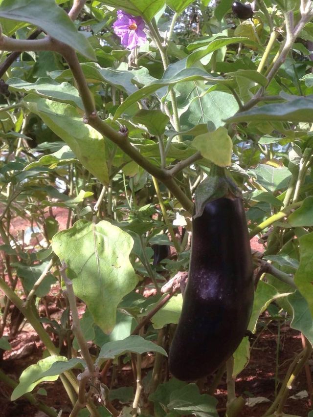 大茄子