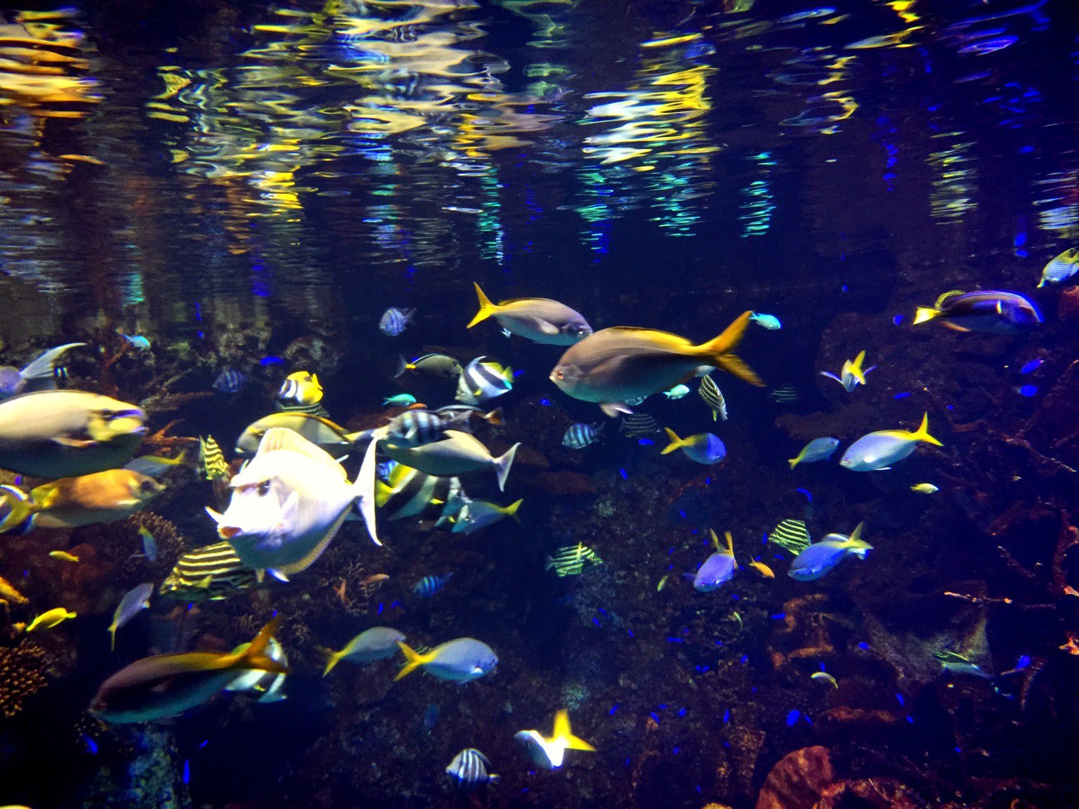 看了好多魚一下午 大阪海遊館