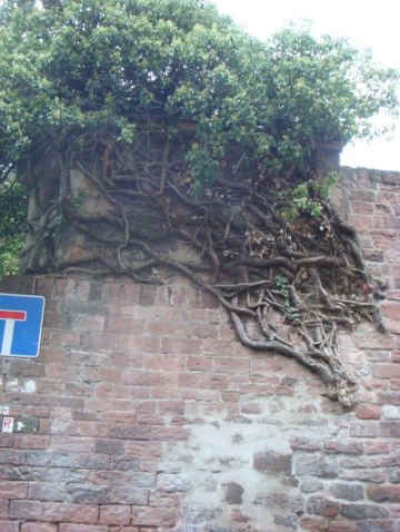 哲学家小径下来遇到的