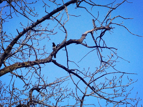 噶丹松赞林寺  这是什么鸟?画眉?