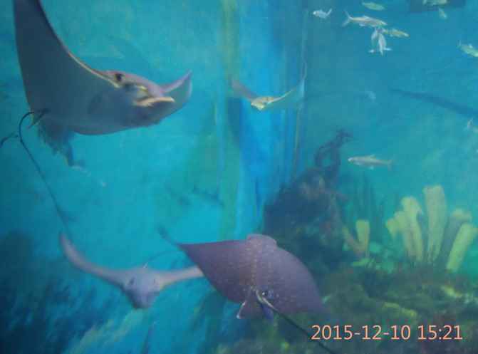 自由游荡的鱼 CggYHlaAqEOACboPABPE2yZ82HU703_C_671_10000_Q90.jpg