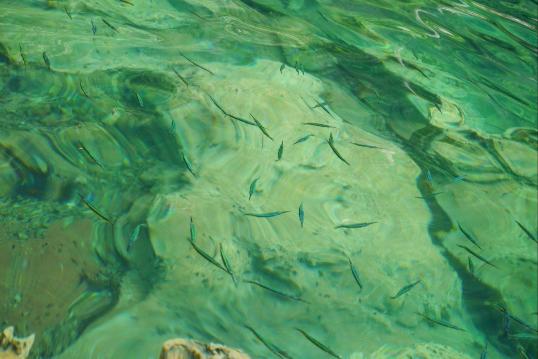 湖水清澈的都能看清下面的小鱼. 凯央根湖