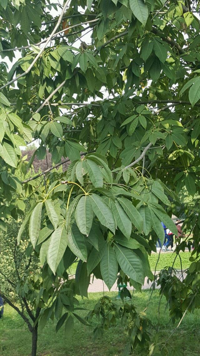 兵马俑博物馆内的开心果树. 秦始皇兵马俑博物馆