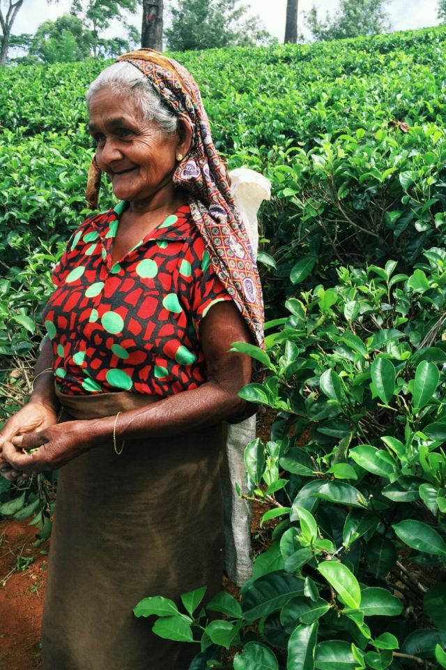 努瓦勒埃利耶的采茶老奶奶,好慈祥的面容.