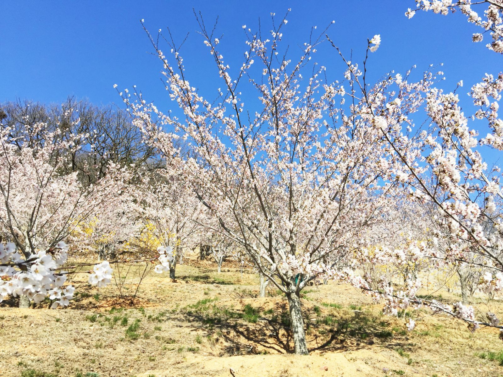 面朝大海,春暖花開櫻花綻放【大連】