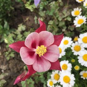 CggYr1cUfLGAHIkLAAHa0UGixvU409_C_280_280.jpg