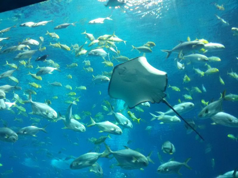 魔鬼鱼,丁一直这样说